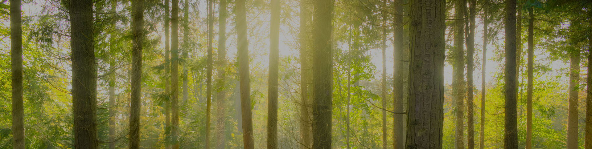 愛(ài)的天使-空氣凈化器電商平臺(tái)|一網(wǎng)天行-網(wǎng)站建設(shè)小程序APP系統(tǒng)軟件開(kāi)發(fā)公司