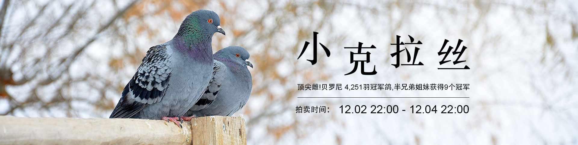 鴿天下-在線拍賣電商平臺(tái)|一網(wǎng)天行-網(wǎng)站建設(shè)小程序APP系統(tǒng)軟件開(kāi)發(fā)公司